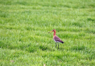 Kara kuyruklu Godwit, Limosa limozası