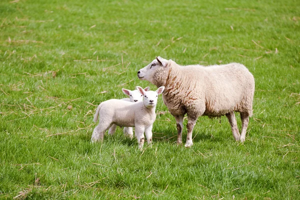 Madre pecora con due agnelli — Foto Stock