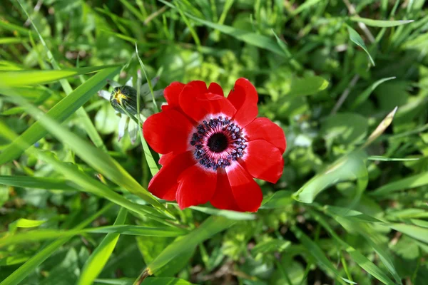 Top view on red tulip — Zdjęcie stockowe