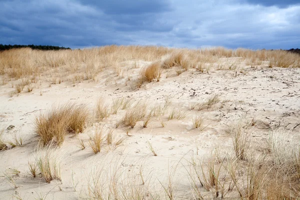 Sanddyne – stockfoto
