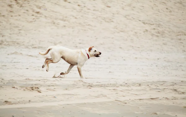 Running dog outdoor — Stock Photo, Image