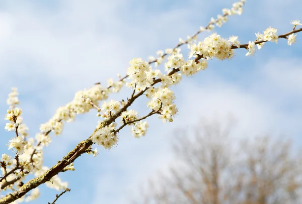 벚꽃 지점 — 스톡 사진