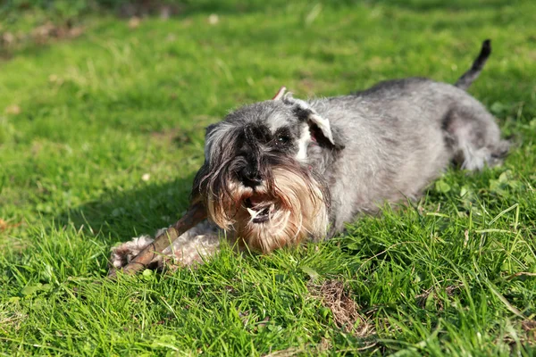 Cão bonito ao ar livre — Fotografia de Stock