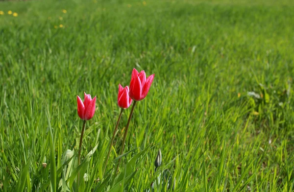 Růžové tulipány v trávě — Stock fotografie