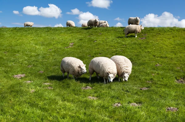 Dutch sheep on pasture — Stock Photo, Image