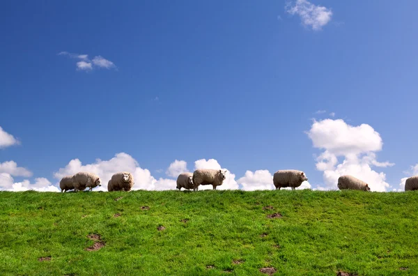 Sheep on the horizon — Stock Photo, Image