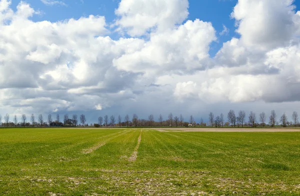 Field and beautiful sky with puffy clouds — Stock Photo, Image