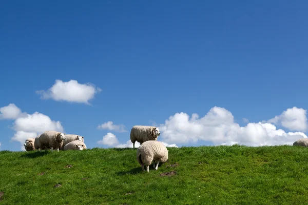 White sheep over sky — Stock Photo, Image