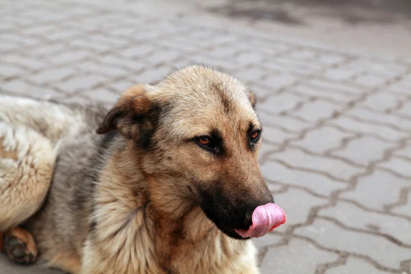 Бездомний собака — стокове фото