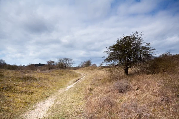 Path in savanna — Stock Photo, Image