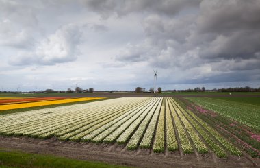 Big tulip fields and windmills clipart