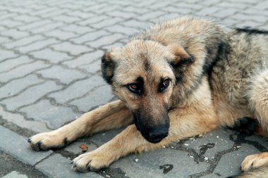 evsiz köpek