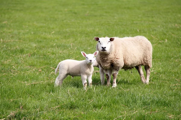 Ovelhas mãe e bebê — Fotografia de Stock