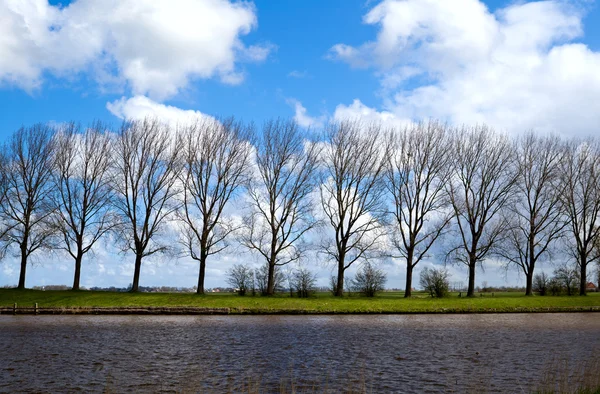 Riverbank ağaçları ile — Stok fotoğraf