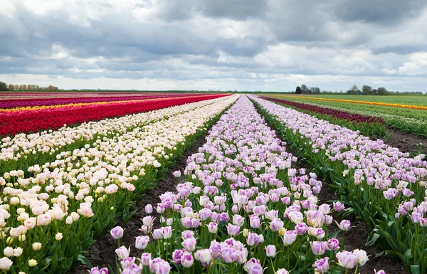 Farbenfrohe Felder mit Tulpen — Stockfoto