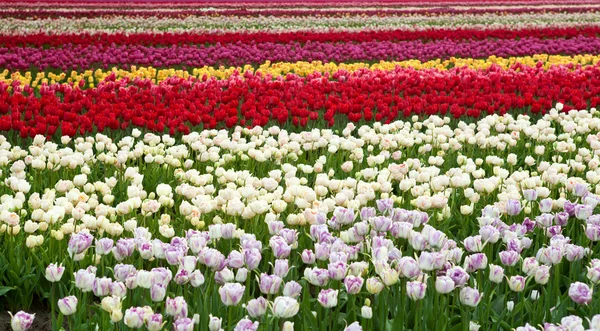 Полосы разноцветных полей с тюльпанами — стоковое фото