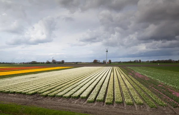 Grandi campi di tulipani e mulini a vento — Foto Stock