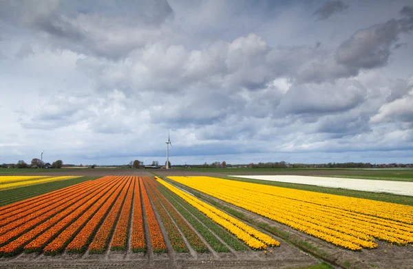 Felder mit Prange und gelben Tulpen — Stockfoto