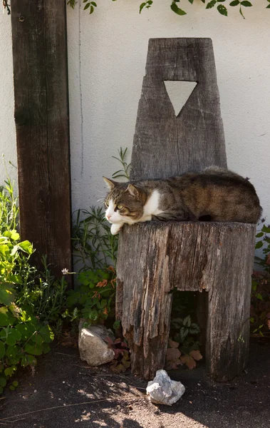 แมวผ่อนคลายบนเก้าอี้ไม้ — ภาพถ่ายสต็อก