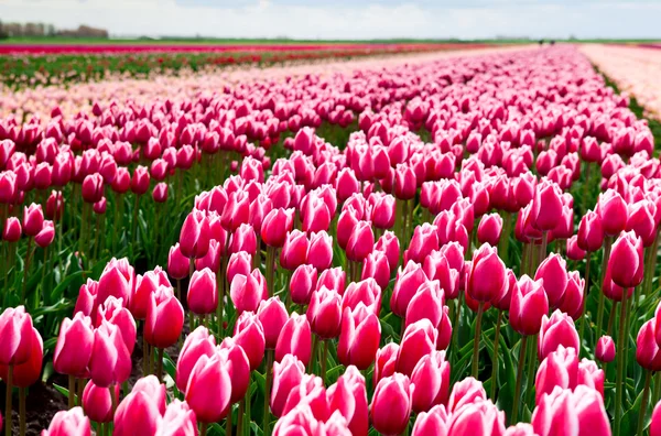 Feld aus roten und weißen Tulpen — Stockfoto