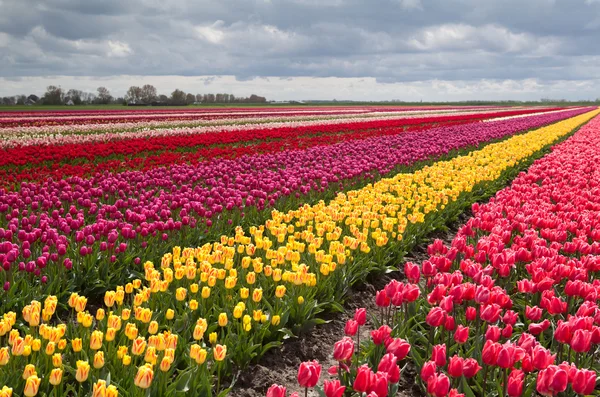 Campo colorido com linhas de tulipas — Fotografia de Stock