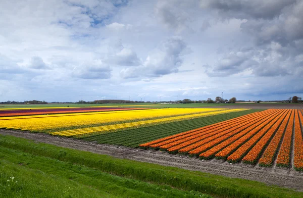 Linhas de campos de tulipas laranja e amarela — Fotografia de Stock