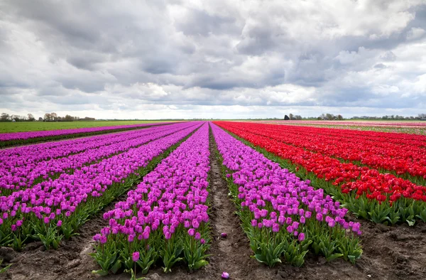 Campos de tulipas roxas e vermelhas — Fotografia de Stock