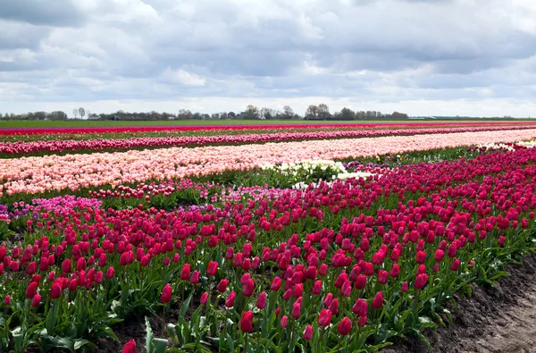 Campi tulipani olandesi — Foto Stock