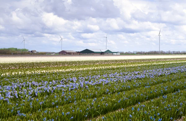 Campo di giacinto blu — Foto Stock