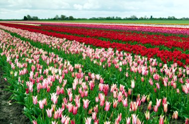 Many tulips outdoors clipart