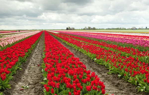 アムステルダムのチューリップ畑 — ストック写真