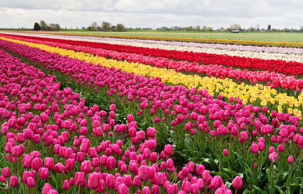 Kleurrijke rijen van tulpen — Stockfoto