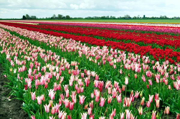 Mnoho tulipány venku — Stock fotografie