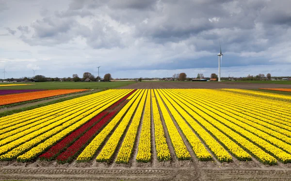 Vue grand angle sur le champ de tulipes — Photo