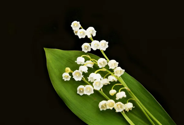 Lily of the Valley-Convalaria majalis — стоковое фото