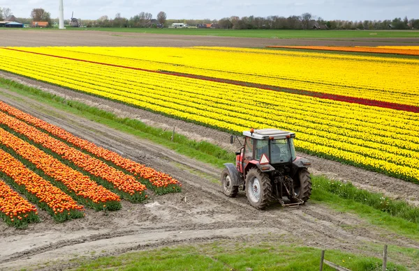Tracteur sur le champ de tulipes — Photo