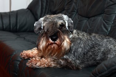 Kanepedeki köpek.