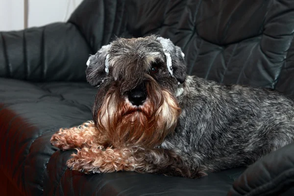 Perro en el sofá —  Fotos de Stock
