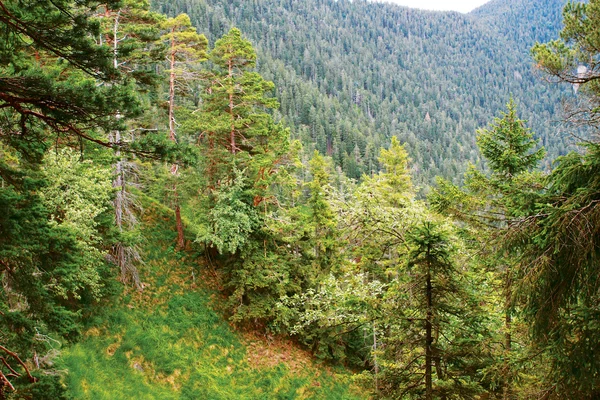 Alpine forest — Stock Photo, Image