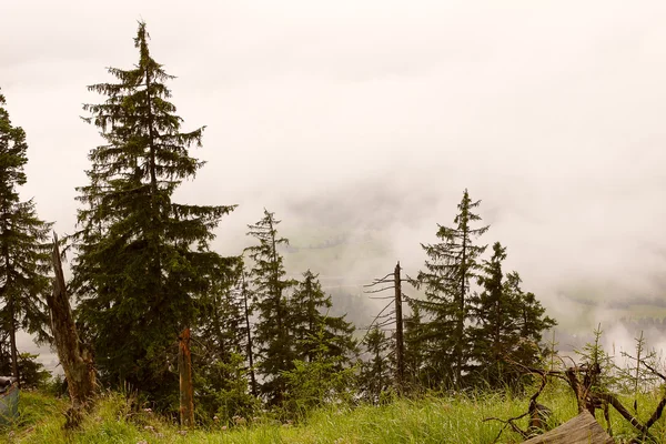 霧の中の森 — ストック写真