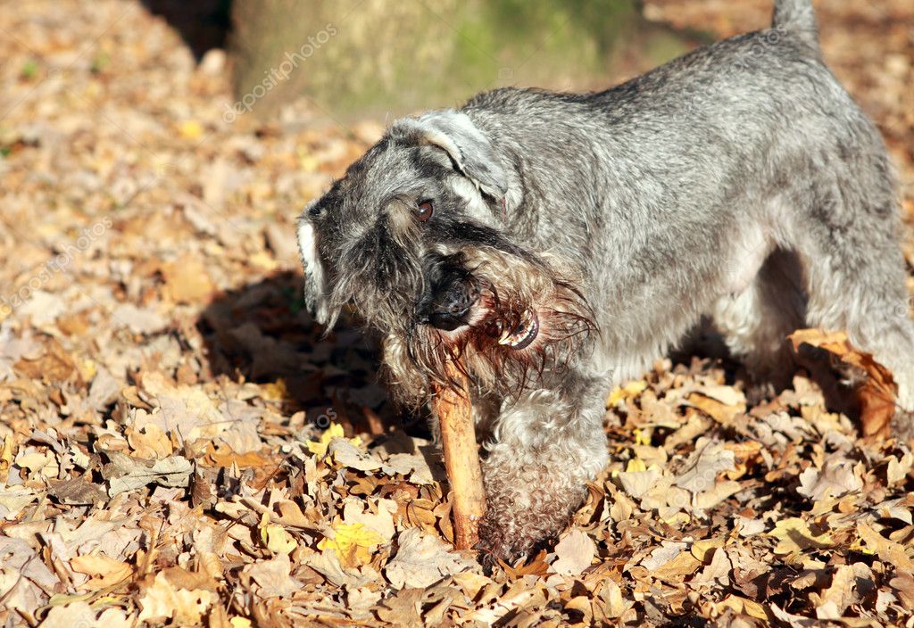 Dog with steak — Stock Photo © O.Rohulya 8014554