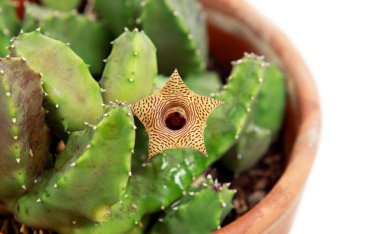 Çiçek açması stapelia