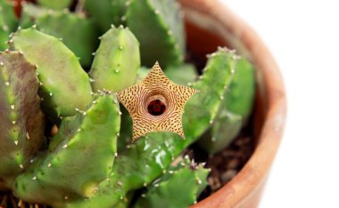 Stapelia blossoming clipart