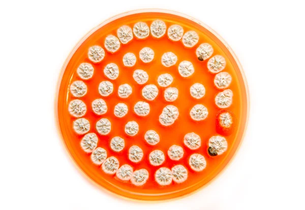 Білі гриби на тарілці агару — стокове фото