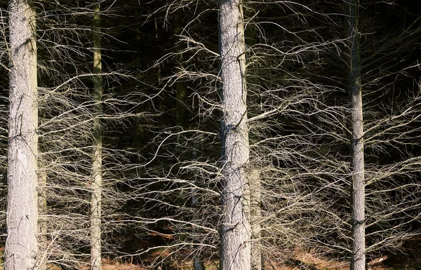 Waldbeschaffenheit — Stockfoto