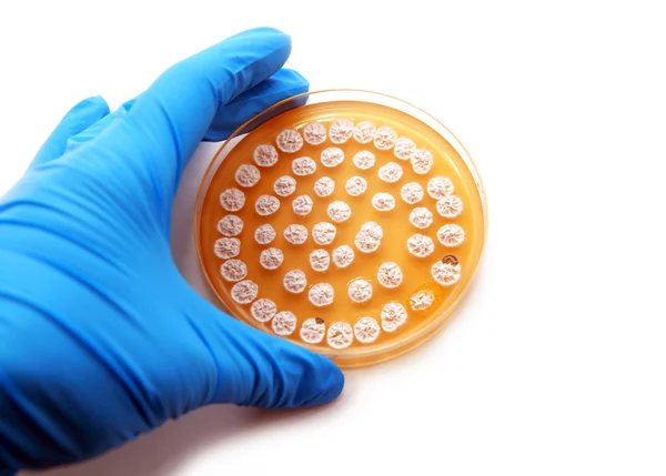 Placa microbiológica con hongos — Foto de Stock