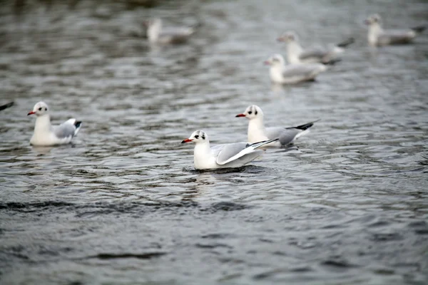 Gabbiani sull'acqua — Foto Stock