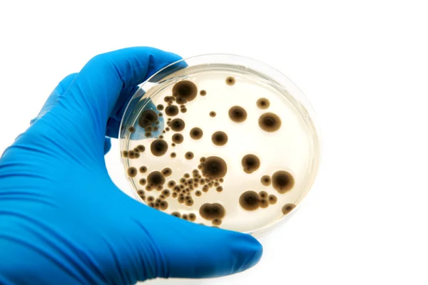 Microbiologische plaat met schimmels — Stockfoto