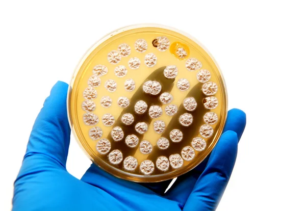Mikrobiologiska plattan — Stockfoto