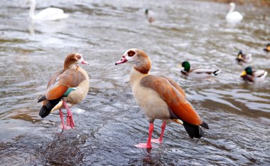 Couple of egyptian geese - Alopochen aegyptiacus clipart